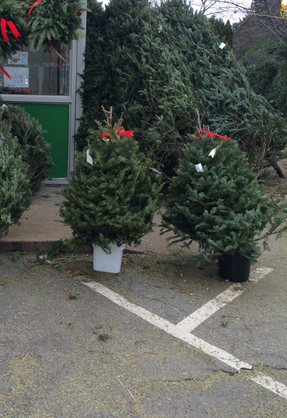 Real Christmas Trees Delivered 3 Foot Balsam Fir Tabletop Christmas Tree