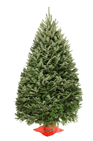 Real Christmas Trees Delivered 4 Foot Premium Balsam Fir Christmas Tree