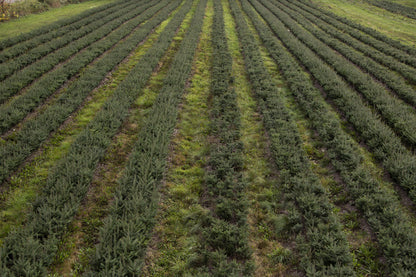 Real Christmas Trees Delivered 3 Foot Balsam Fir Tabletop Christmas Tree