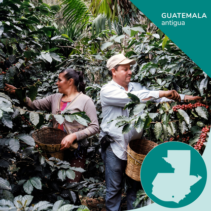 Guatemalan Single-Origin Coffee, Opaqa Antigua Essence