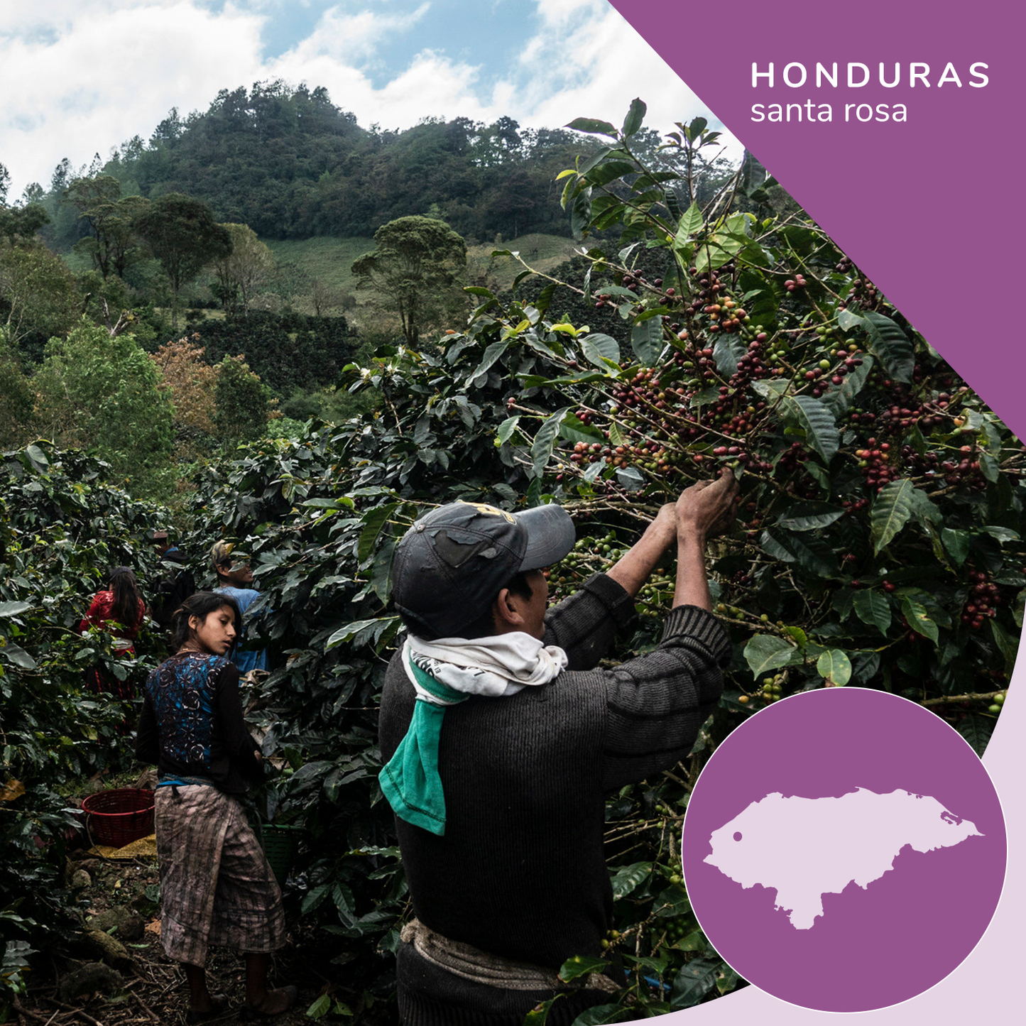 Specialty Honduras Organic Coffee, Opaqa Honduran Splendor