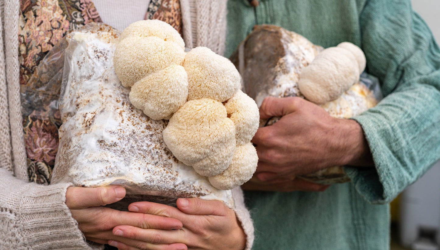 Premium Lion's Mane Mushroom Fruiting Block Grow Kit - 5 LBS
