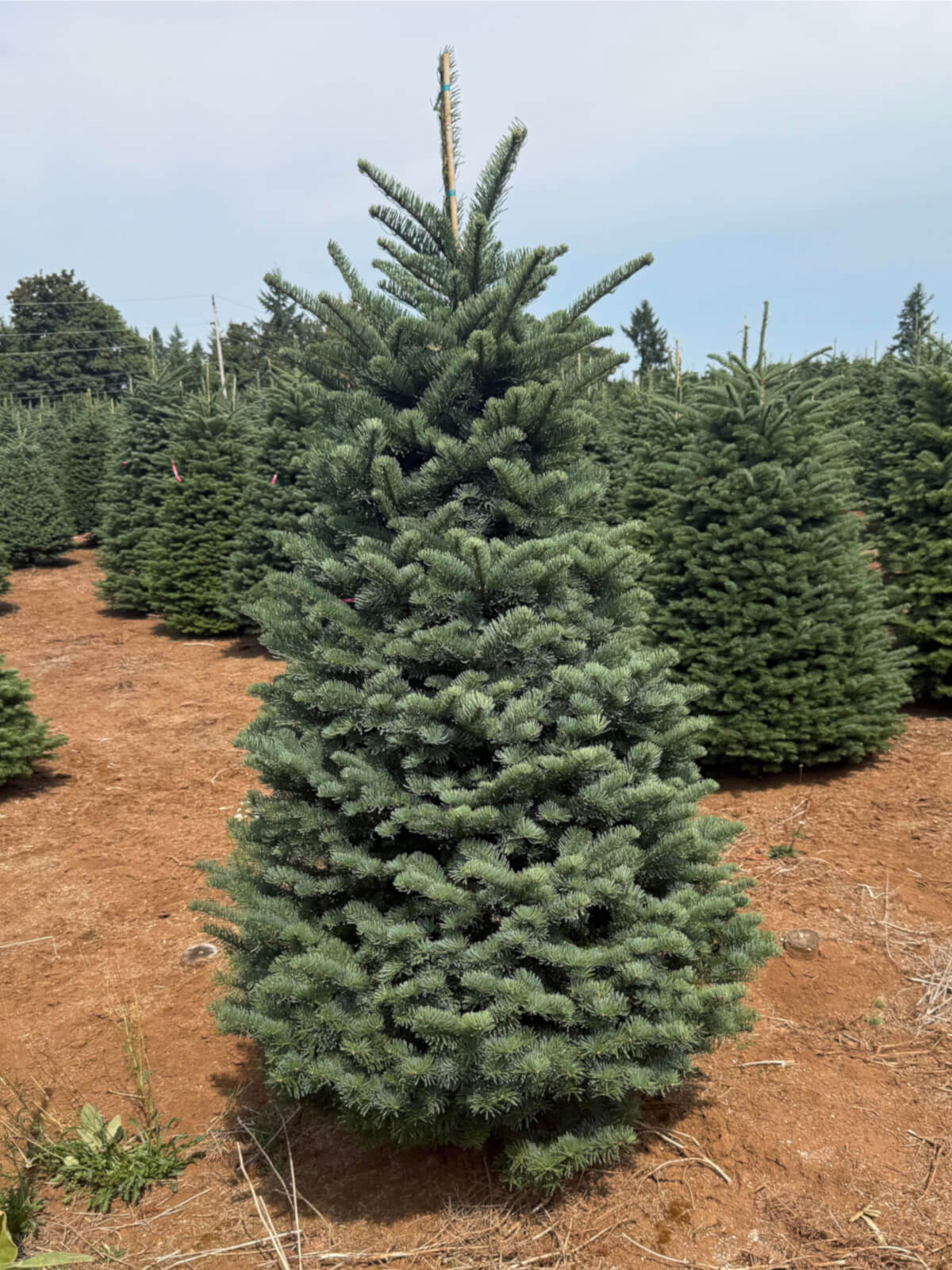 Real Christmas Trees Delivered Noble Fir