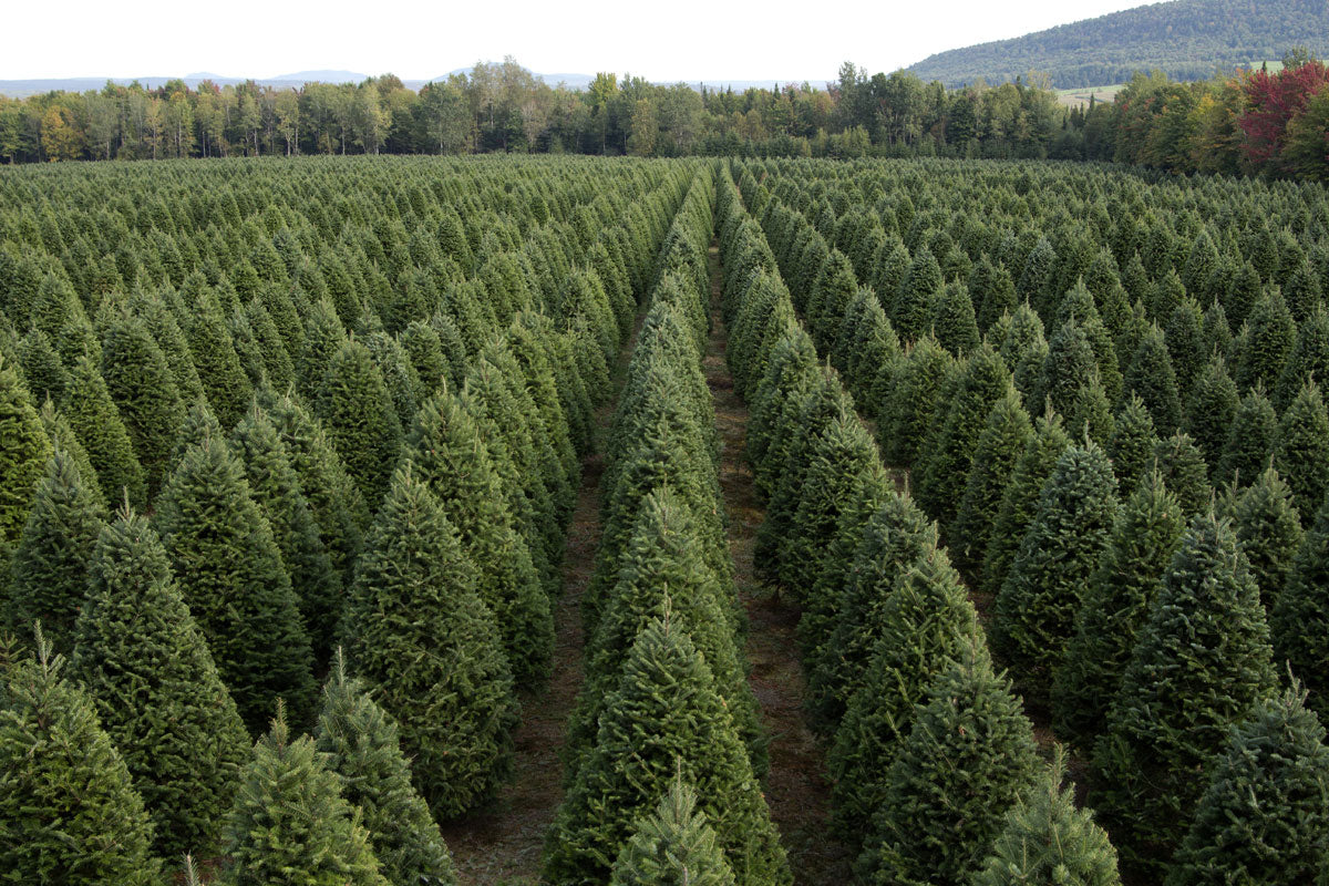 Real Christmas Trees Delivered 9 Foot Premium Balsam Fir Christmas Tree