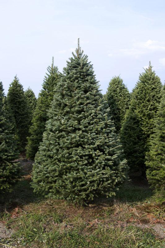 Real Christmas Trees Delivered 7 Foot Premium Balsam-Fraser Fir Hybrid