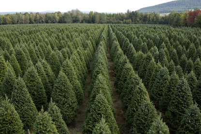 Real Christmas Trees Delivered 5 Foot Premium Balsam Fir Christmas Tree