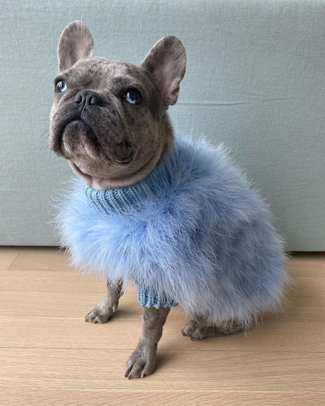 Haute Couture Feathered Luxury Pet Sweater